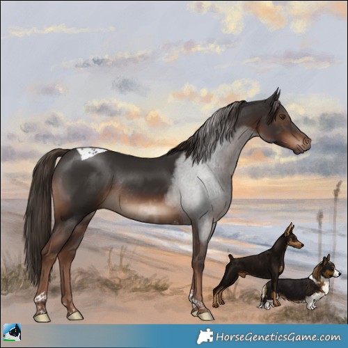 Horse Color:Liver Chestnut Tobiano Rabicano