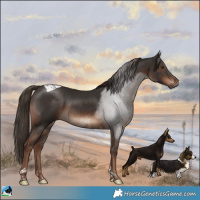Horse Color:Liver Chestnut Tobiano Rabicano