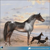 Horse Color:Liver Chestnut Tobiano Rabicano 