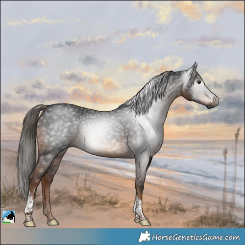 Horse Color:Gray Liver Chestnut Tobiano Rabicano
