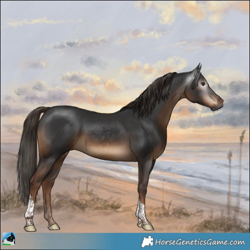 Horse Color:Gray Liver Chestnut Tobiano Rabicano 