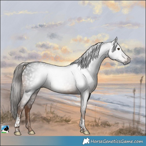 Horse Color:Gray Liver Chestnut Tobiano Rabicano 