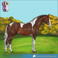 Horse Color:Silver Brown Splash Tobiano Rabicano