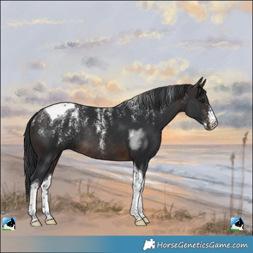 Horse Color:Powder White Brown Tobiano Rabicano