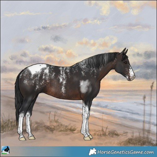 Horse Color:Powder White Brown Tobiano Rabicano 