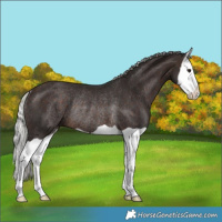 Horse Color:Silver Brown Splash Rabicano 