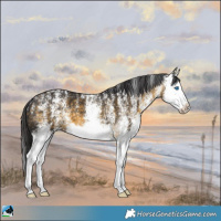 Horse Color:Powder White White Spotted Buckskin Splash 