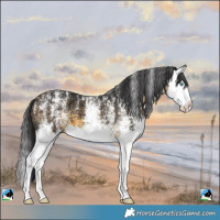 Horse Color:Powder White White Spotted Buckskin Splash