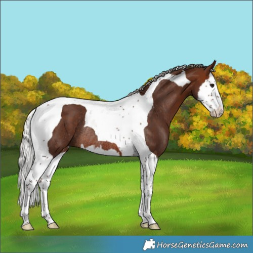 Horse Color:Silver Brown Splash Tobiano Rabicano 
