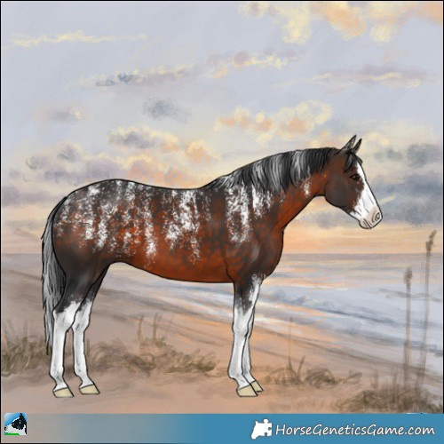 Horse Color:Powder White Brown Sabino Splash 