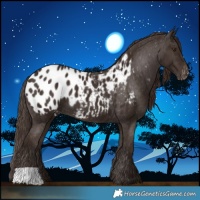 Horse Color:Liver Chestnut Appaloosa 