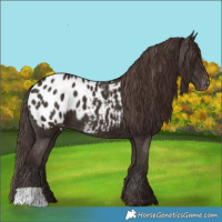 Horse Color:Liver Chestnut Appaloosa