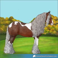 Horse Color:Silver Brown Splash Tobiano Appaloosa 