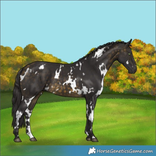 Horse Color:White Spotted Buckskin 