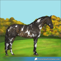 Horse Color:White Spotted Buckskin 