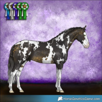 Horse Color:White Spotted Buckskin Splash 