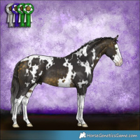 Horse Color:White Spotted Buckskin Splash 