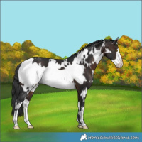 Horse Color:White Spotted Brown Frame 