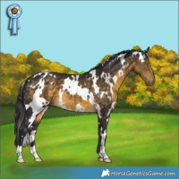 Horse Color:White Spotted Buckskin 