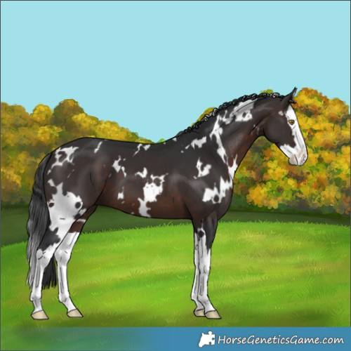 Horse Color:White Spotted Brown Splash 