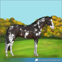 Horse Color:White Spotted Brown Splash