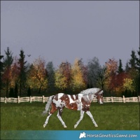Horse Color:White Spotted Silver Brown Tobiano 