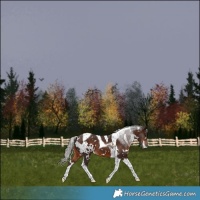 Horse Color:White Spotted Silver Brown Tobiano 