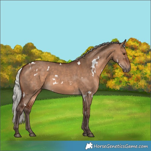 Horse Color:White Spotted Silver Brown Dun 