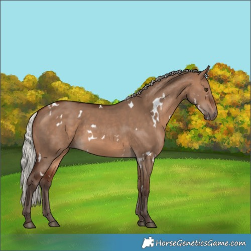 Horse Color:White Spotted Silver Brown Dun 