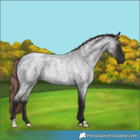 Horse Color:Liver Red Roan Rabicano 