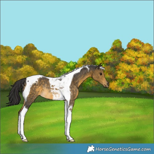 Horse Color:Buckskin Tobiano Rabicano 