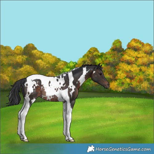 Horse Color:White Spotted Brown Tobiano Rabicano 