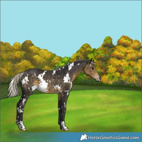 Horse Color:White Spotted Silver Buckskin Rabicano 