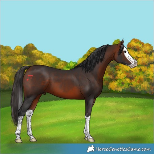 Horse Color:Bay Splash 