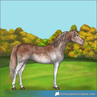 Horse Color:White Spotted Chestnut Rabicano
