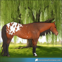 Horse Color:Bay Appaloosa Rabicano