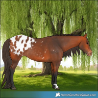 Horse Color:Bay Appaloosa Rabicano 