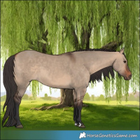 Horse Color:Bay Dun