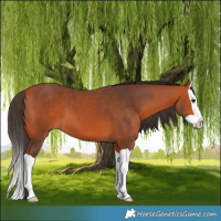Horse Color:Bay Splash 