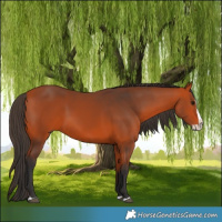 Horse Color:Bay Splash 