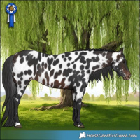 Horse Color:Bay Appaloosa Rabicano 