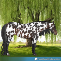 Horse Color:Bay Appaloosa Rabicano