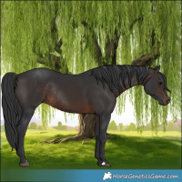 Horse Color:Brown Rabicano 