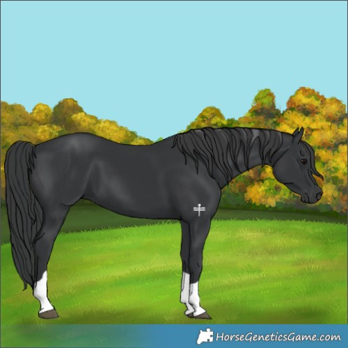 Horse Color:Black Tobiano 