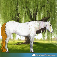 Horse Color:Bay Ice Dun Appaloosa 