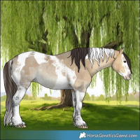 Horse Color:Bay Ice Dun Splash Tobiano Rabicano 
