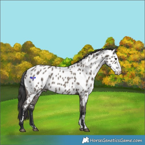 Horse Color:Powder White White Spotted Grullo Appaloosa 