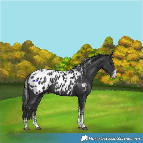 Horse Color:Powder White Black Appaloosa 