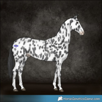 Horse Color:Powder White Black Sabino Appaloosa 