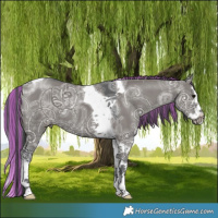 Horse Color:Painted Grullo Ice Splash Tobiano 